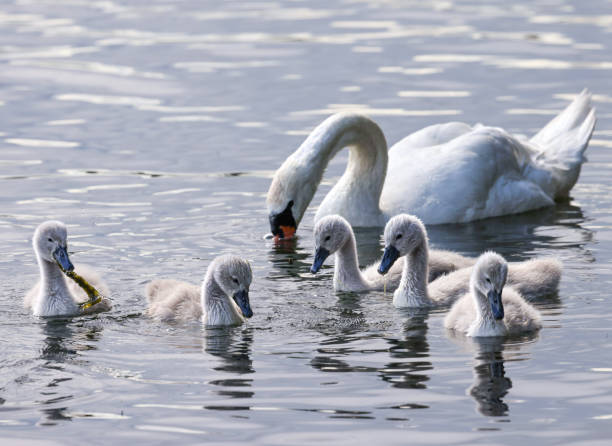 istock swan family 1408087883
