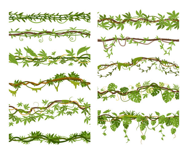 Tropical liana branches cartoon borders, creepers seamless dividers. Jungle hanging roots vegetated green foliage and flowers vector illustration set. Rainforest garden liana plants Tropical liana branches cartoon borders, creepers seamless dividers. Jungle hanging roots vegetated green foliage and flowers vector illustration set. Rainforest garden liana plants hanging moss stock illustrations