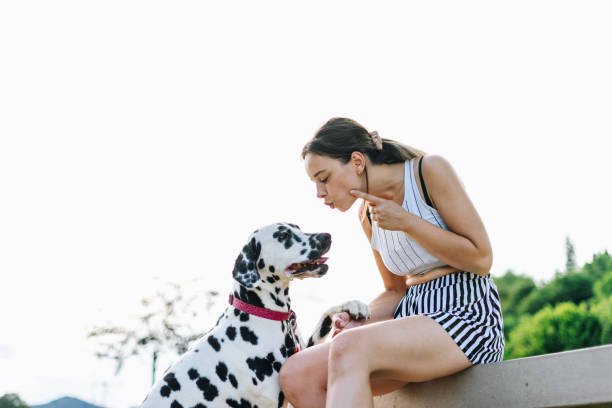 istock Young female playing with Dalmatian dog. 1408090816