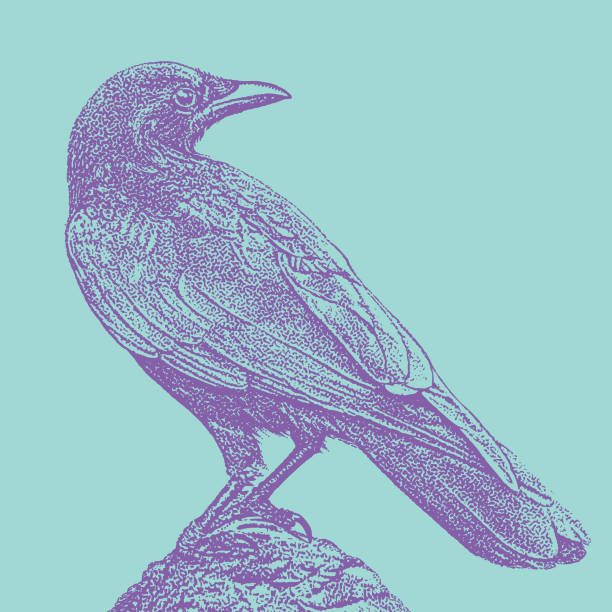 ilustrações de stock, clip art, desenhos animados e ícones de crow perching - perching