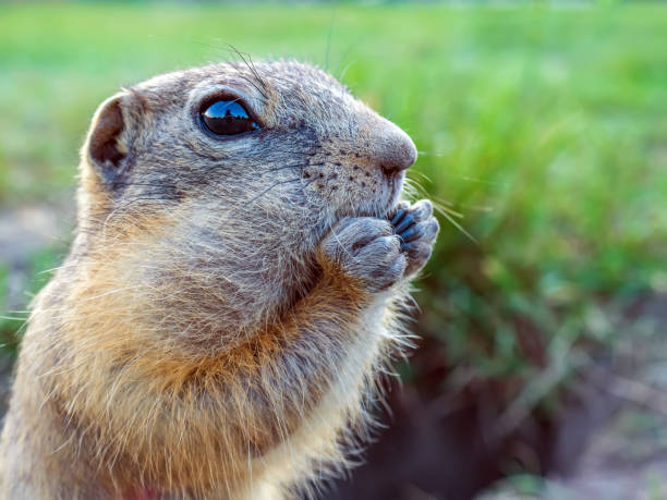 istock Portrait of gopher close-up. Side view. 1408091926