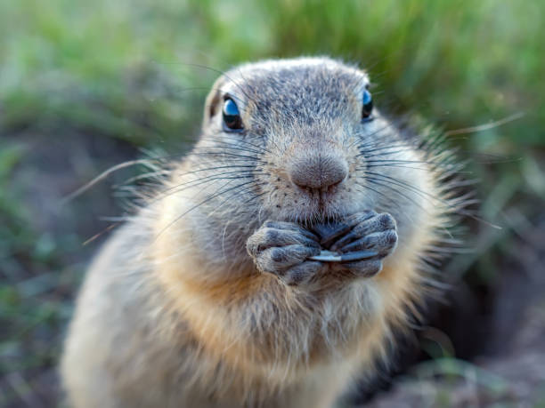 Gopher on the meadow is eating sunflower seeds and looking at camera Gopher on the meadow is eating sunflower seeds and looking at camera alpine marmot (marmota marmota) stock pictures, royalty-free photos & images