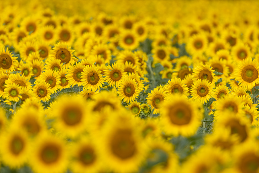 Detail shot of a beautiful flowering sunflower field.