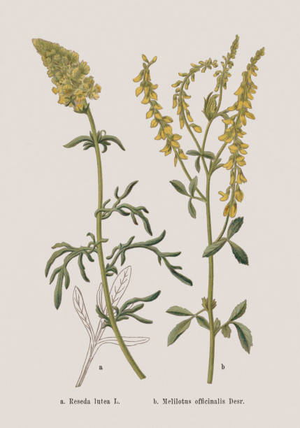 Autumn flowers (Resedaceae, Fabaceae), chromolithograph, published in 1886 Autumn flowers (Resedaceae, Fabaceae): a) Yellow mignonette (Reseda lutea); b) Melilot (Melilotus officinalis). Chromolithograph after a drawing by Jenny Schermaul (Czech painter (1828 - 1909), published in 1886. reseda lutea stock illustrations