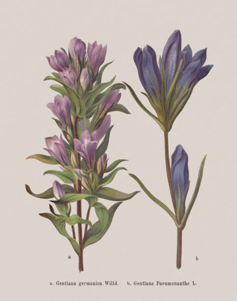 Autumn flowers (Gentianaceae), chromolithograph, published in 1886 Autumn flowers (Gentianaceae): a) German gentian (Gentiana germanica); b) Marsh gentian (Gentiana pneumonanthe). Chromolithograph after a drawing by Jenny Schermaul (Czech painter (1828 - 1909), published in 1886. drawing of a green lisianthus stock illustrations