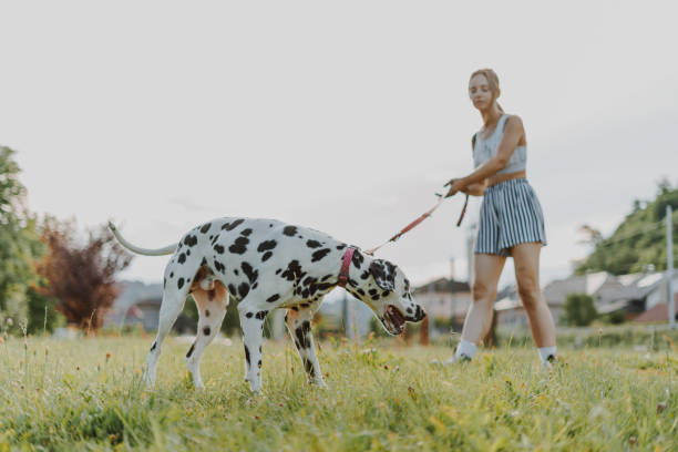 istock Young female playing with Dalmatian dog. 1408093037