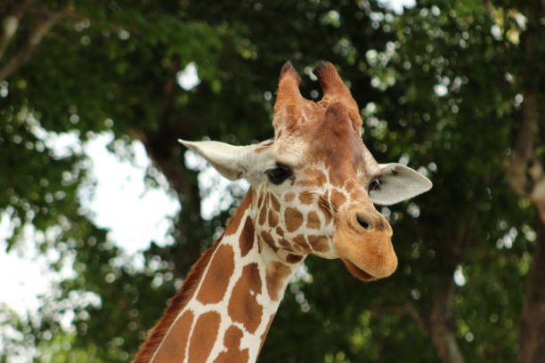 istock Close-up on the head of a giraffe 1408093240