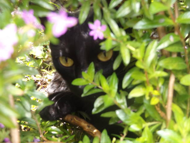 istock black cat in the garden 1408093456