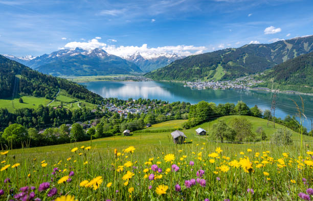 Idyllic landscape with a flower meadow, snowy mountains and a blue lake, Zell am See, Pinzgau, Salzburger Land, Austria, Europe Idyllic summer landscape with a flower meadow, snowy mountains and a blue lake, Zell am See, Pinzgau, Salzburger Land, Austria, Europe grossglockner stock pictures, royalty-free photos & images