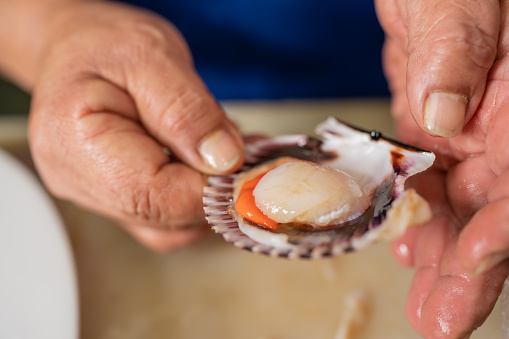 Cropped photo with close up view of the hands of a cook showing an open clam in a restaurant kitchen