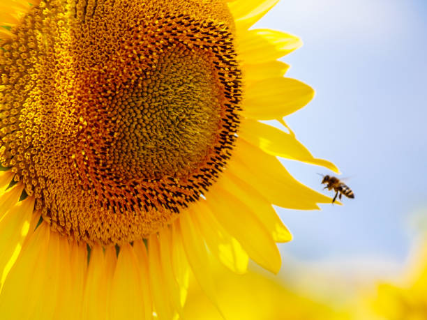 istock Blooming sunflower with honey bee 1408097261