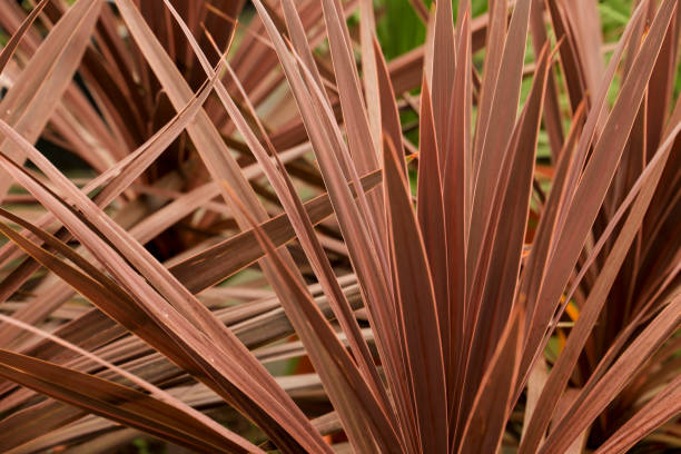 Cordyline Australis plant in the garden Colorful Cordyline Australis plant in the garden ti plant stock pictures, royalty-free photos & images