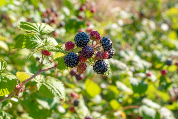 istock Black raspberry on bunch in the garden 1408098916