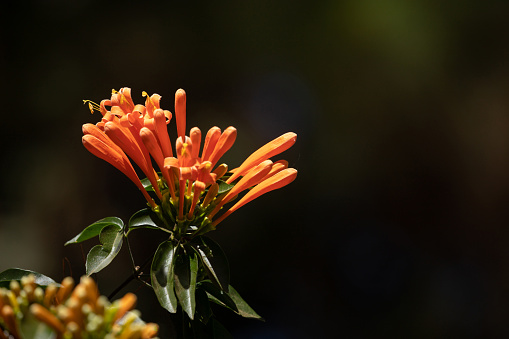 Close-up macro of a honey-bee collecting pollen from an orange and red flower