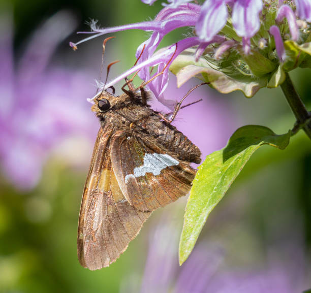 istock Small brown butterfly on a purple wildflower 1408099669