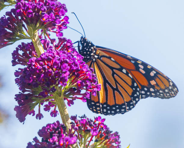 istock Close up of a monarch butterfly on a butterfly bush 1408099736