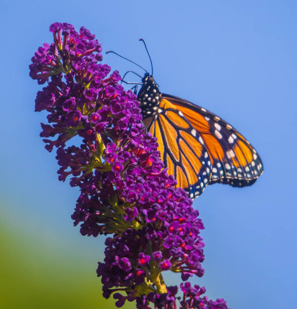 istock Monarch butterfly and a blue sky 1408099778