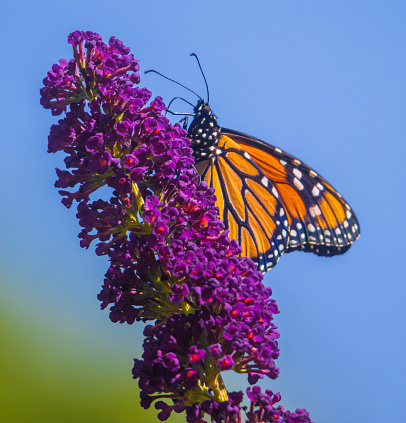 A monarch butterfly on a butterfly bush with a blue sky in the background