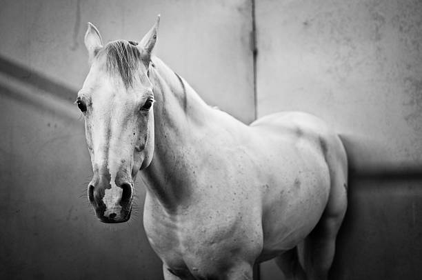 istock Portrait of a white stallion in his stall 140809980
