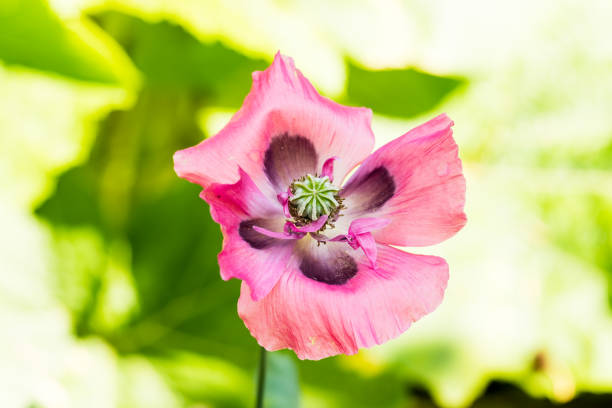 Close up garden poppy flower with covered with pollen and  blurred green garden background