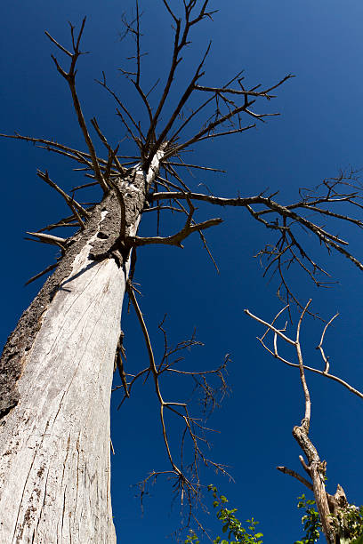 Looking Up A Tall Dead Tree in the Sky stock photo