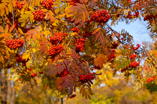 Red rowan berries on an autumn tree. Rowan branches with red leaves and berries. Rowan harvest in autumn