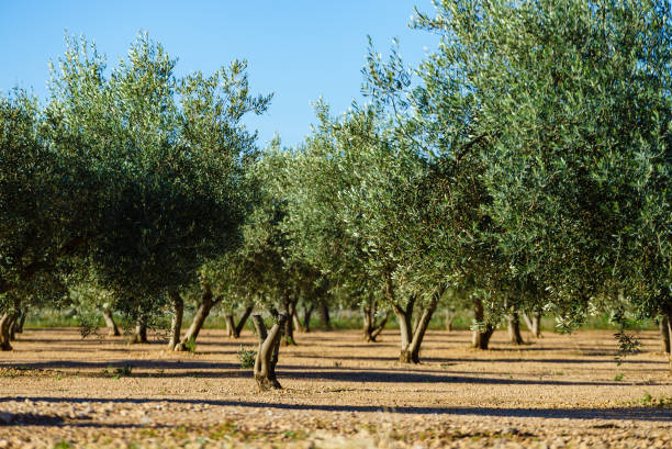 istock Olive trees. Spanish nature landscape 1408105414