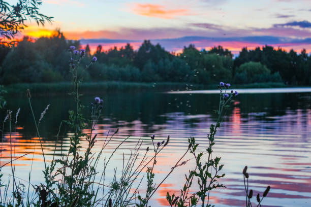 Flowers and bugs at sunset