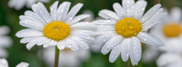istock Chamomile with early dew in meadow. 1408107499