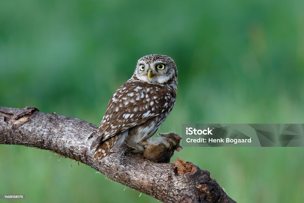 Little owl sitting in the meadows - Royalty-free Steenuil Stockfoto