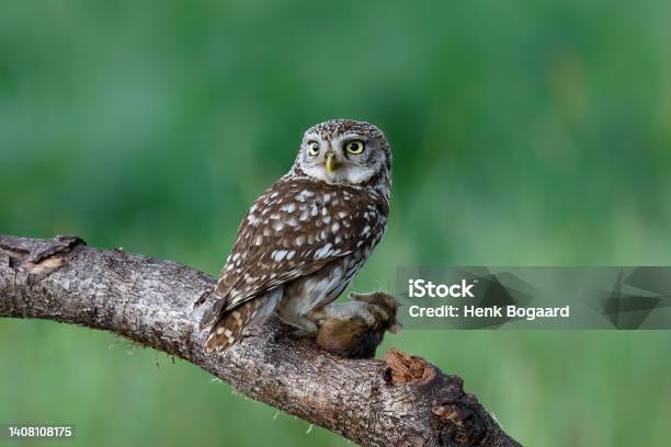Little Owl Sitting In The Meadows Stockfoto en meer beelden van Steenuil - Steenuil, Buitenopname, Dier