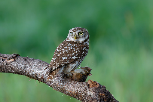 Little owl (Athene noctua) sitting in the meadows in the Netherlands with a green background