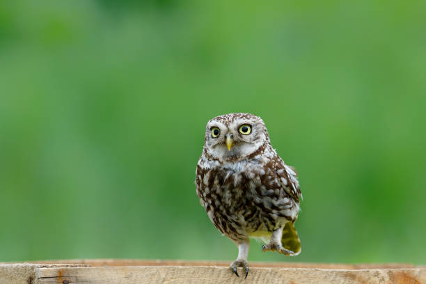 istock Little owl sitting in the meadows 1408108223