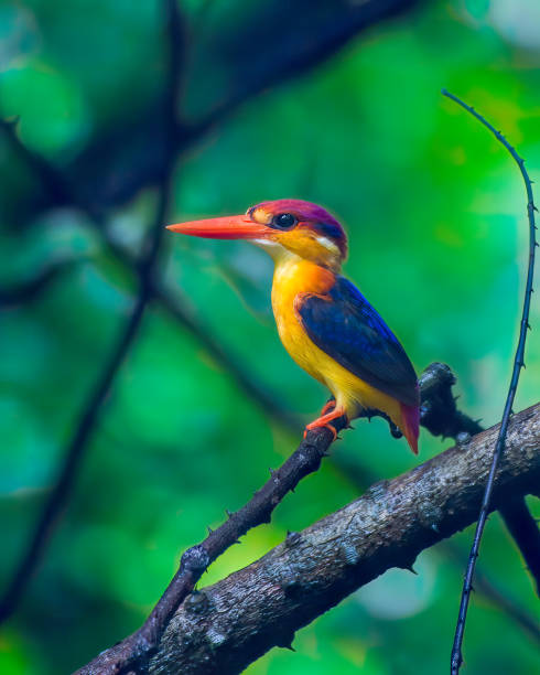 istock A Oriental Dwarf Kingfisher (Ceyx erithaca), also known as the black-backed kingfisher or three-toed kingfisher sitting on a branch in the rains at Karnala 1408108268
