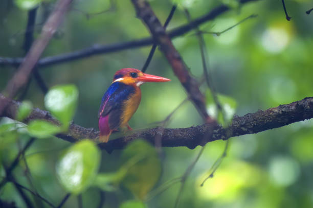 istock A Oriental Dwarf Kingfisher (Ceyx erithaca), also known as the black-backed kingfisher or three-toed kingfisher sitting on a branch in the rains at Karnala 1408108293