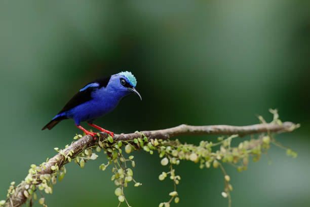 istock Red-legged honeycreeper in the rainforest 1408108303