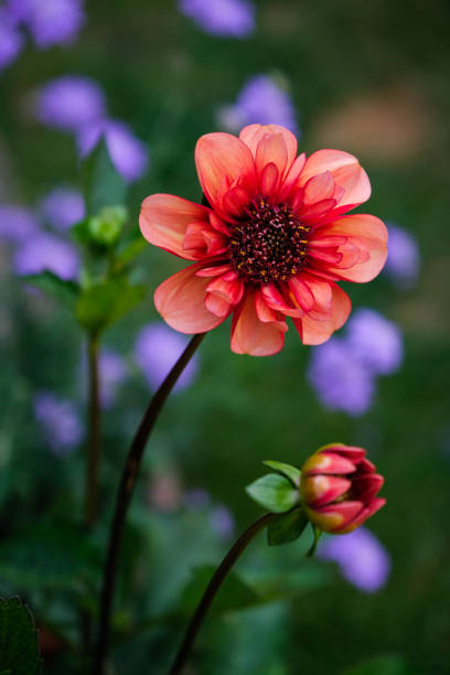 Anemone group Dahlia