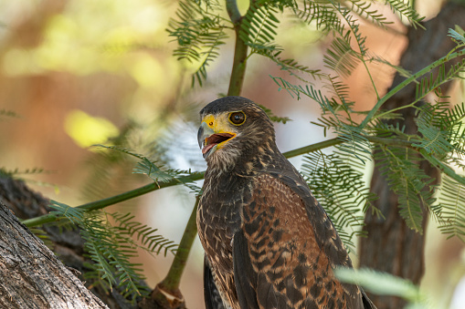 A young Harris's Hawk perched in a mesquite tree in Arizona.