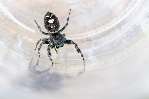 A Bold Jumping Spider in a glass jar.