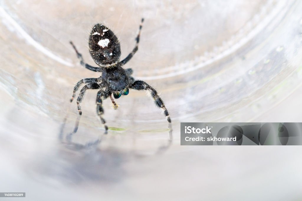 Bold Jumping Spider A Bold Jumping Spider in a glass jar. Jumping Spider Stock Photo
