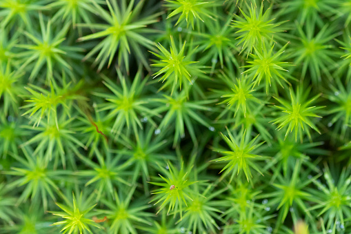 A close-up image of the Sphagnum Moss