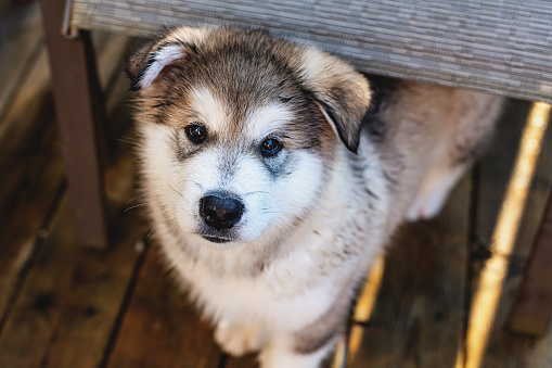 An Alaskan Malamute puppy on looks up at the camera.