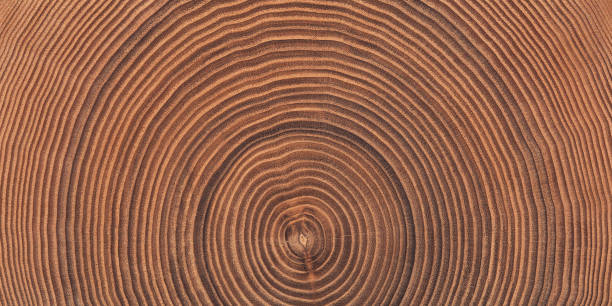 istock saw cut texture with annual rings and cracks. old tree stump as background 1408113521