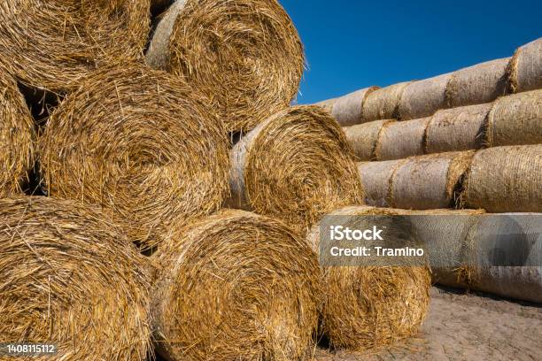 Dry Round Hay Bales Stock Photo - Download Image Now - Bale, Circle, Agricultural Activity