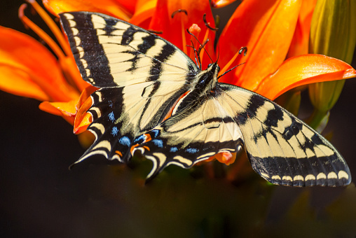 The Western Tiger Swallowtail (Papilio rutulus) is a butterfly belonging to the Papilionidae family. It is a common species present in western North America.  The normal range of the western tiger swallowtail is from British Columbia to North Dakota in the north and Baja California and New Mexico in the south. Their habitat includes urban parks and gardens, as well as in rural woodlands and riparian areas.  The males often congregate at pools, streams and rivers, drinking from the water and mud to extract minerals and moisture.  The tiger swallowtail is brightly colored, having yellow wings with black stripes.  Their wing span can be 3 to 4 inches.  They also have blue and orange spots near the tail.  This tiger swallowtail was photographed on a lily flower by Walnut Canyon Lakes in Flagstaff, Arizona, USA.