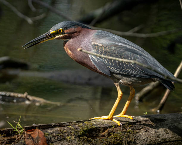 istock Green Heron bird looking for a meal 1408116775