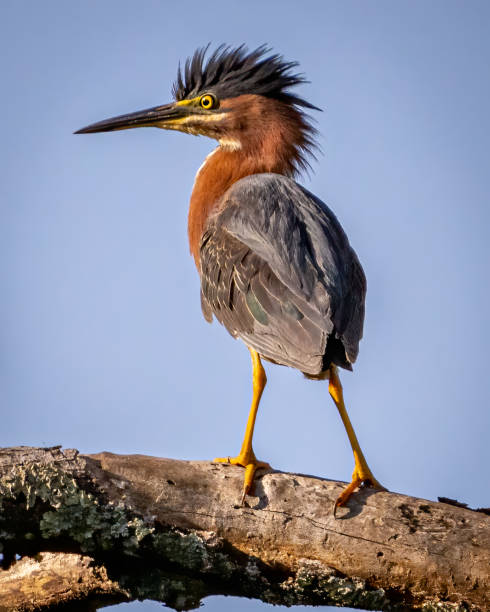 istock Green Heron bird looking for a meal 1408116839
