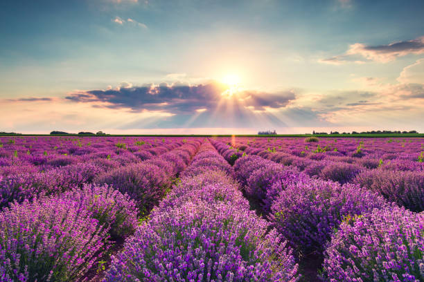 istock Lavender flower blooming fields in endless rows. Sunset shot. 1408116930