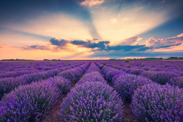 istock Lavender flower blooming fields in endless rows. Sunset shot. 1408116931