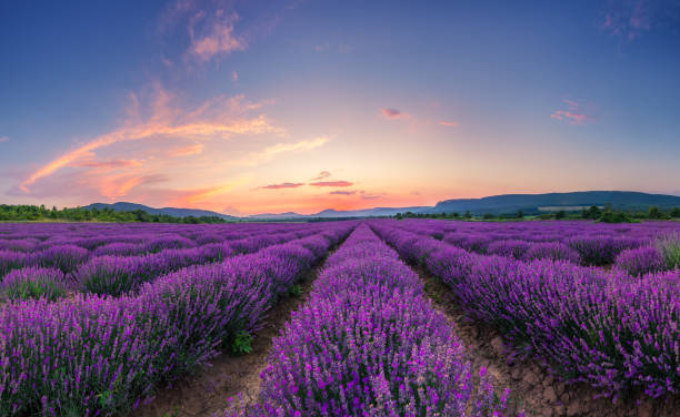istock Lavender flower blooming fields in endless rows. Sunset shot. 1408116989